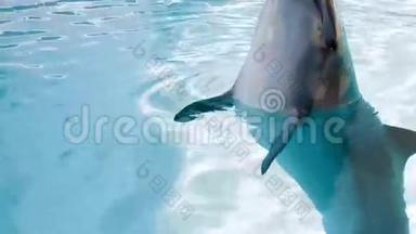 有趣的海豚从水中出来